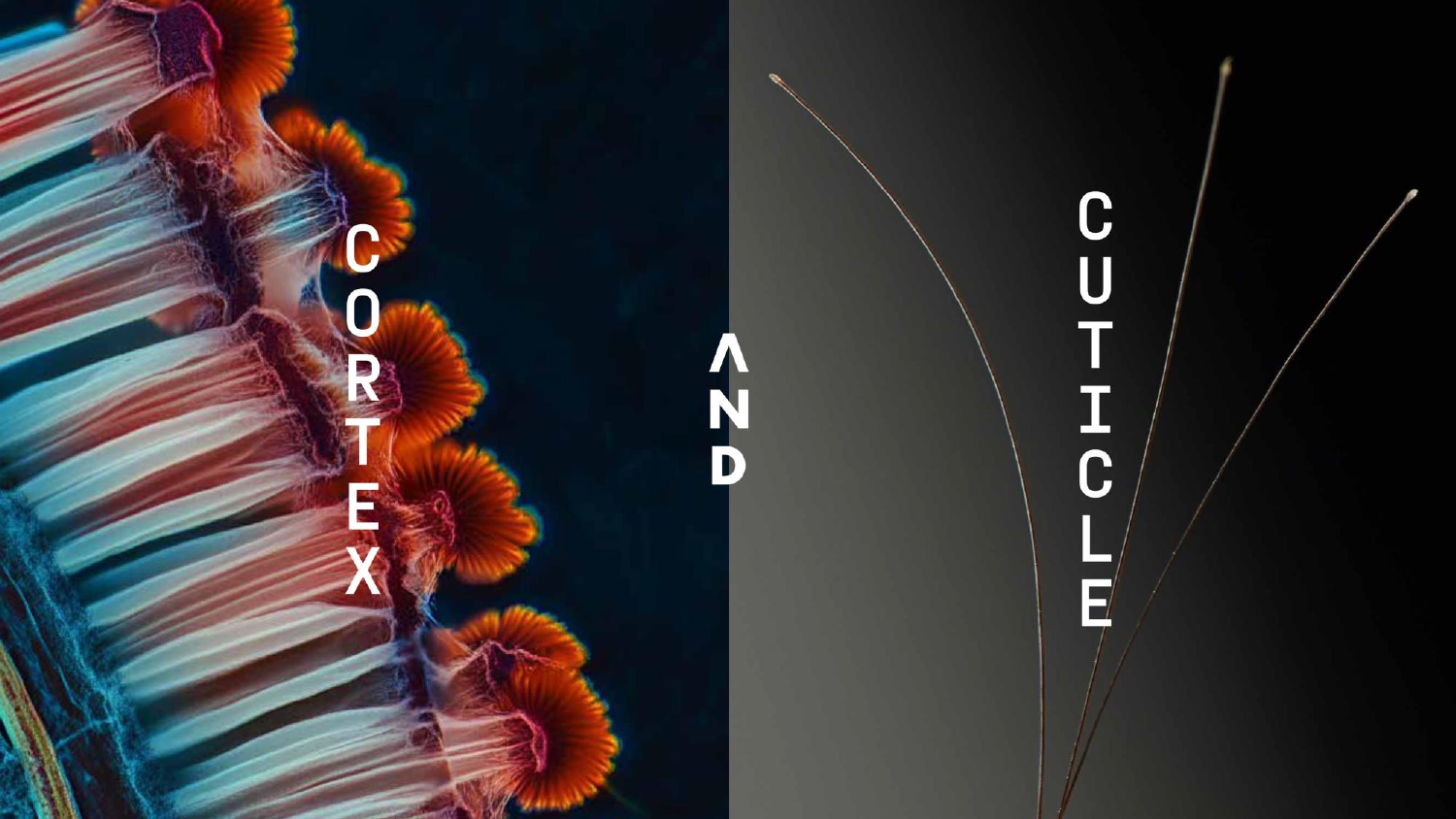 Cortex and Cuticle – działanie na poziomie struktury włosa